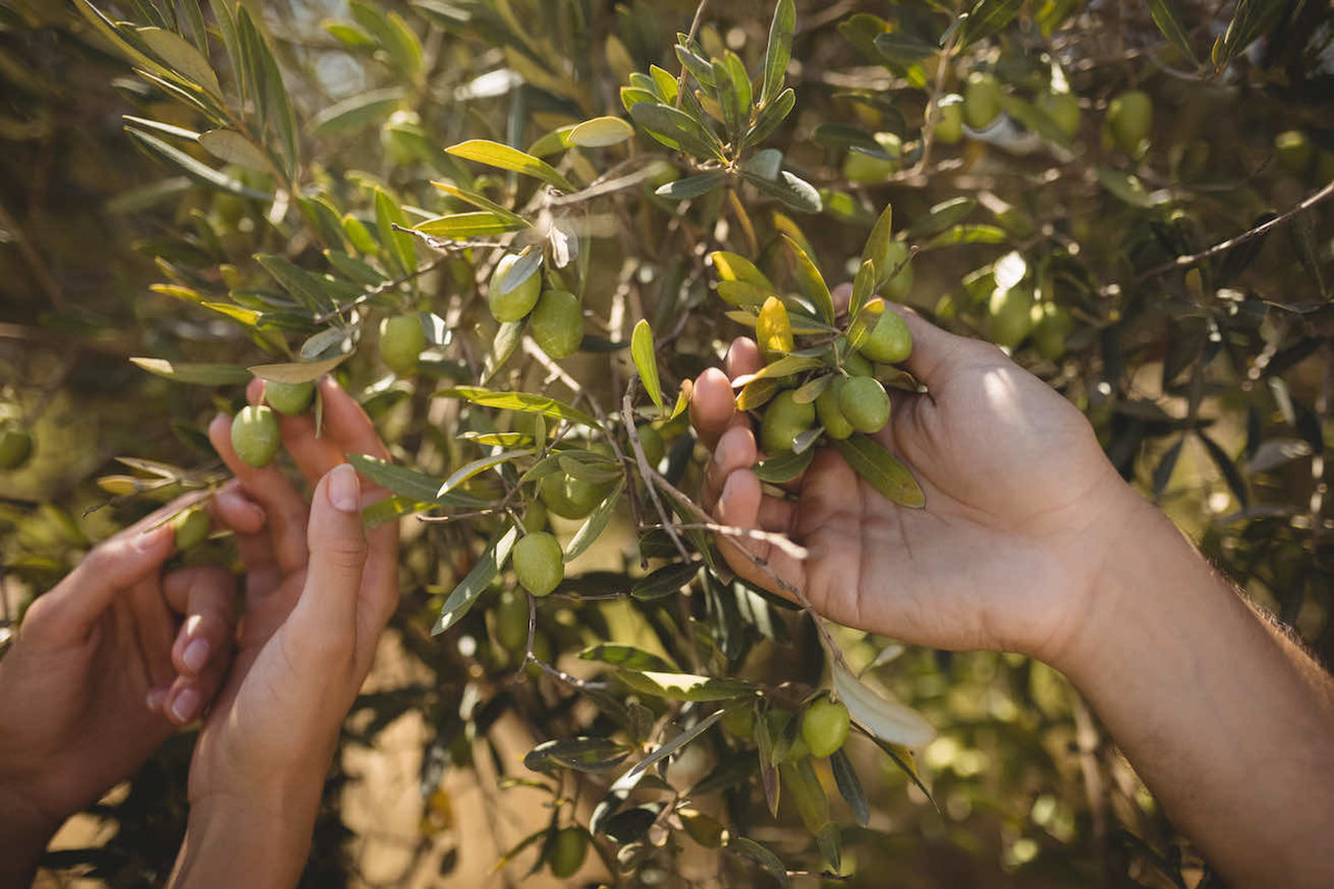 hands-of-couple-holding-olive-tree-at-farm-2021-08-28-16-47-02-utc.jpg