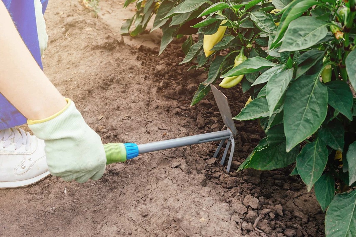 Blog/gardening-tool-in-hand-caring-for-plants-in-the-h-2022-11-16-16-07-06-utc